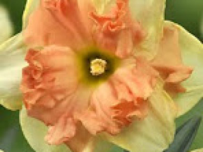   Нарцис (Narcissus) Vanilla Peach